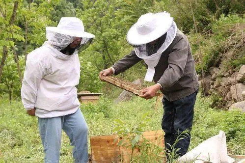 良心蜂农告诉你,为什么如今超市的蜂蜜都不敢买了