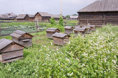 蜜蜂养殖技术 中蜂群重组分群解除分蜂热的两种方法