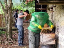 国家植树造林政策 那梭镇 蜜蜂养殖带动产业发展
